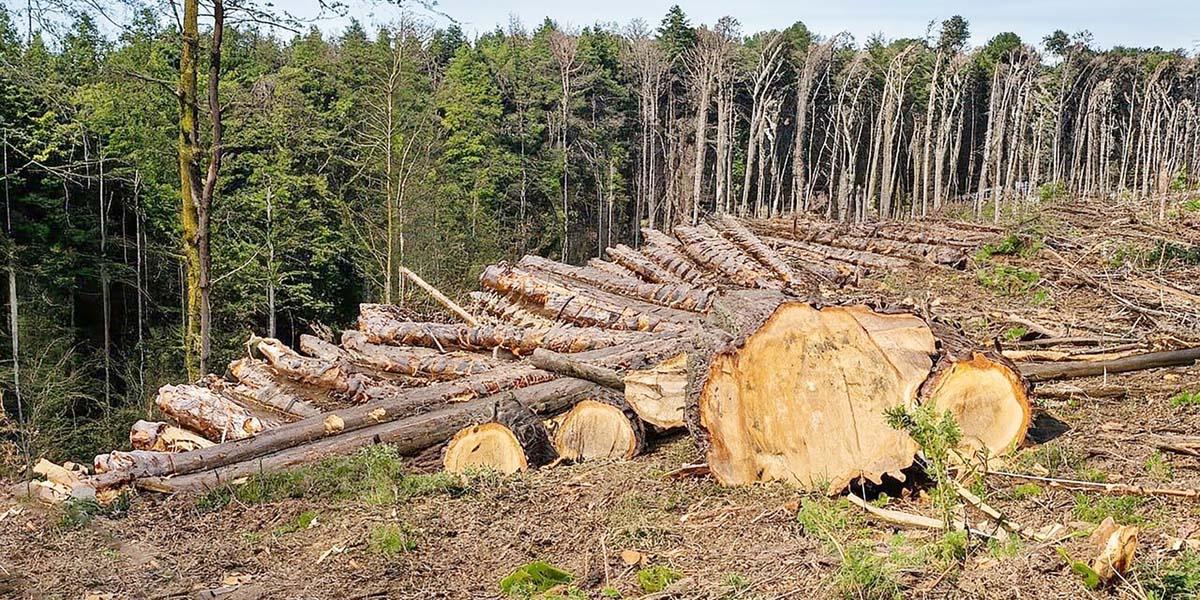 Deforestation বিষয়ক Paragraph Writing, এইচএসসি ইংরেজি ২য় পত্র